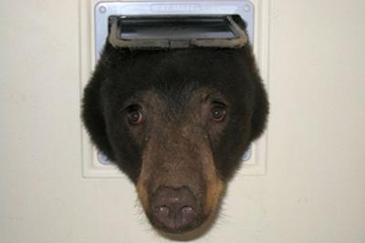 В США голодный медведь застрял в кошачьей двери
