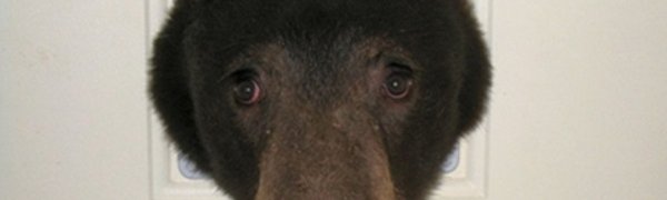 В США голодный медведь застрял в кошачьей двери