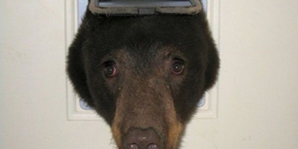 В США голодный медведь застрял в кошачьей двери