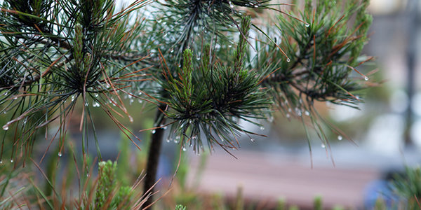 Завтра Приморье окажется во власти очередного циклона