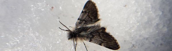 На Камчатке встретили редчайшую бабочку