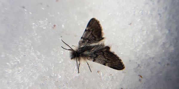 На Камчатке встретили редчайшую бабочку