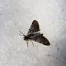 На Камчатке встретили редчайшую бабочку