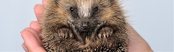 В «Земле леопарда» спасли ежа-шатуна Женю