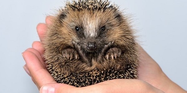 В «Земле леопарда» спасли ежа-шатуна Женю