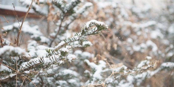 В середине недели в Приморье пройдёт небольшой снег