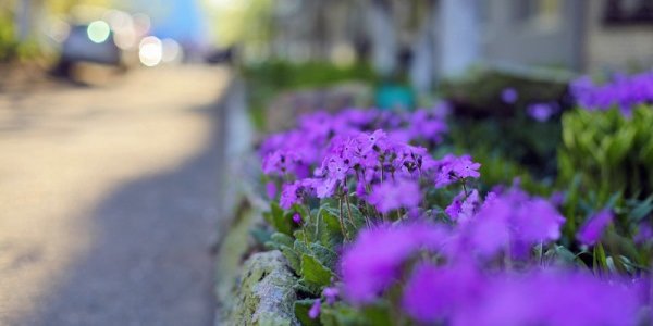 В выходные дни в континентальных районах Приморья будет жарко