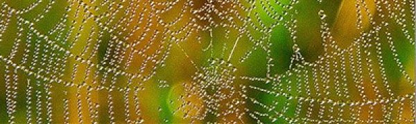 В Австралии прошел дождь из пауков