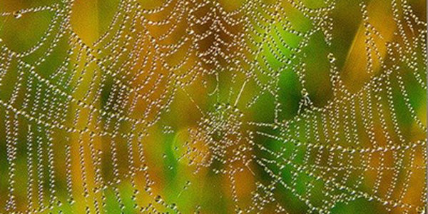 В Австралии прошел дождь из пауков