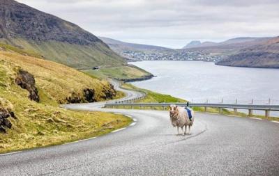 Овцы заменили Google Street View на Фарерских островах (ВИДЕО)