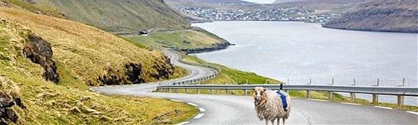 Овцы заменили Google Street View на Фарерских островах (ВИДЕО)