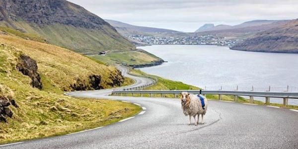 Овцы заменили Google Street View на Фарерских островах (ВИДЕО)