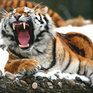 Первый в истории «тигриный саммит» на мировом уровне пройдет во Владивостоке