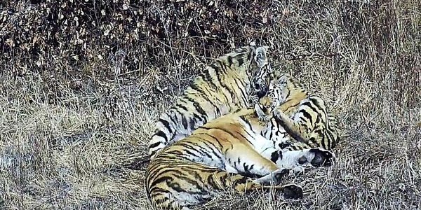 Тигриная семья проходит курс реабилитации в Приморье