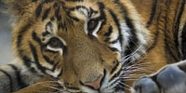 В приморской тайге стало больше на одного тигренка