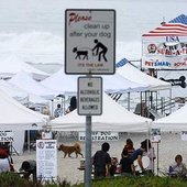 Дог-серфинг в Калифорнии привлек внимание к проблеме брошенных животных (ФОТО)