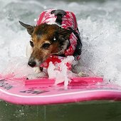 Дог-серфинг в Калифорнии привлек внимание к проблеме брошенных животных (ФОТО)