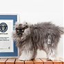 Кот с самой пушистой шерстью занесен в Книгу рекордов Гиннесса