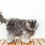 Кот с самой пушистой шерстью занесен в Книгу рекордов Гиннесса