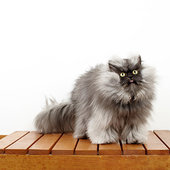 Кот с самой пушистой шерстью занесен в Книгу рекордов Гиннесса