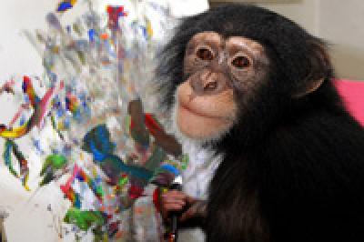 Шимпанзе получил денежный приз за картину, нарисованную языком