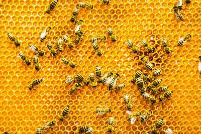 Пчеловоды предупредили о дефиците мёда из-за плохой погоды