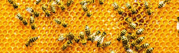 Пчеловоды предупредили о дефиците мёда из-за плохой погоды