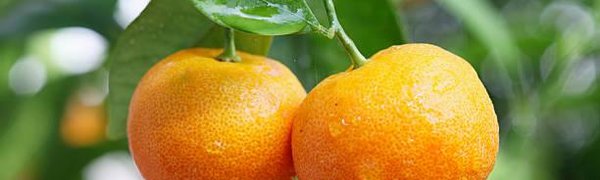 Цитрусовые защищают от деменции