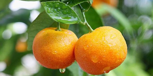 Цитрусовые защищают от деменции