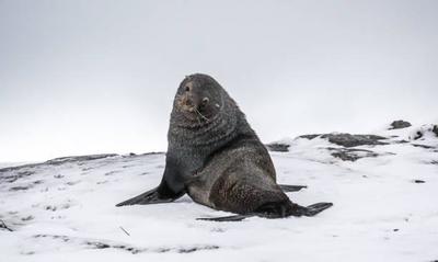 Потерявшиеся тюлени заполонили канадский город