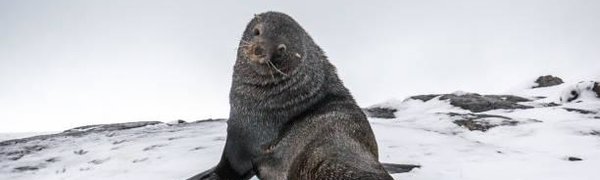 Потерявшиеся тюлени заполонили канадский город