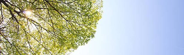 Растения стали поглощать СO2 на 25–35 % быстрее