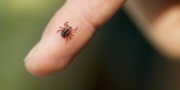 В Приморье нарастает активность клещей