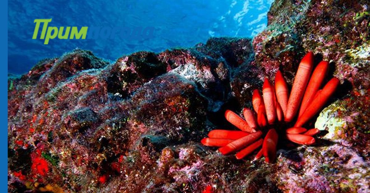 Цветочниц обитающих на гавайских островах. Papahanaumokuakea Marine National Monument. Морской заповедник Папаханаумокуакеа, США экология. Обитатели Гавайских островов. Морские обитатели на Гавайях.