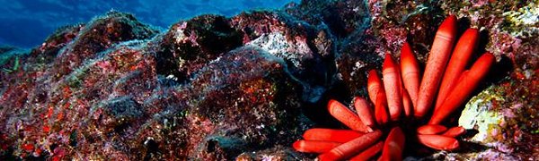 В США создали крупнейший морской заповедник в мире