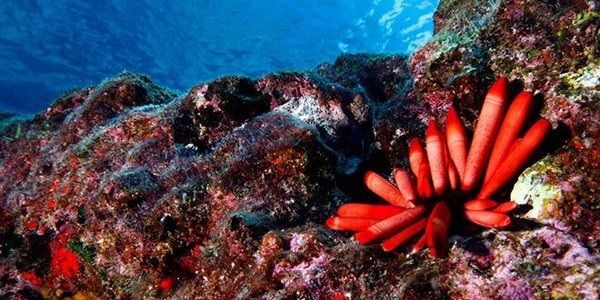 В США создали крупнейший морской заповедник в мире