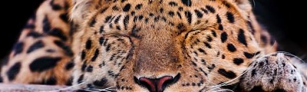 Фестиваль леопарда пройдёт во Владивостоке в пятницу