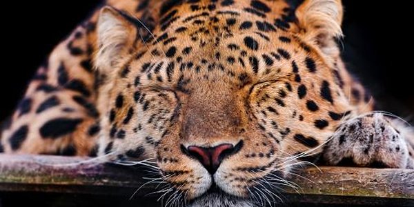 Фестиваль леопарда пройдёт во Владивостоке в пятницу