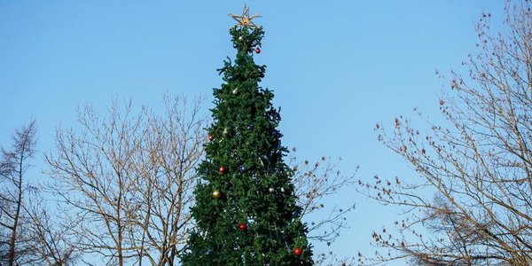 8 нарядных ёлок украсят Владивосток в преддверии Нового года