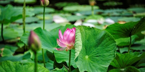 Август в Приморье будет жарким, с небольшими осадками