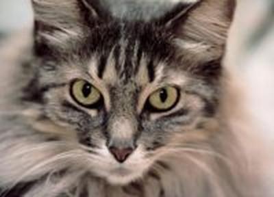 Дремавший кот стал причиной сотрясения мозга хозяина