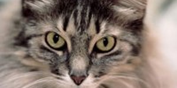 Дремавший кот стал причиной сотрясения мозга хозяина