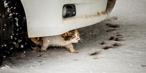 В пятницу в Приморье потеплеет и пройдёт небольшой снег