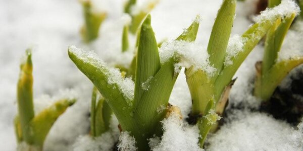 Дожди со снегом и мокрым снегом, сильный ветер, град: всё о непогоде в Приморье 11 апреля