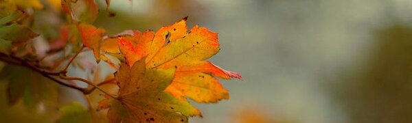 Приморье постепенно уходит в «минус». Прогноз погоды на рабочую неделю на Примпогоде