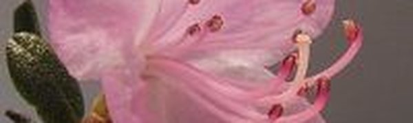 День открытых дверей в Ботаническом саду уже 21 апреля!