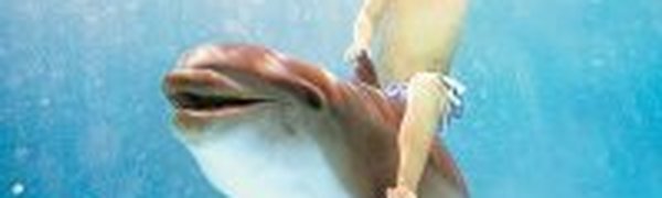 Всемирно известные водопады Игуасу в Бразилии пересохли из-за засухи