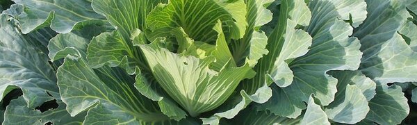 Жители 4 районов Приморья могут потерять урожай из-за переувлажнения почвы