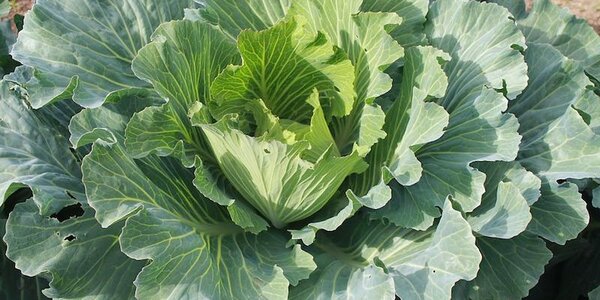 Жители 4 районов Приморья могут потерять урожай из-за переувлажнения почвы