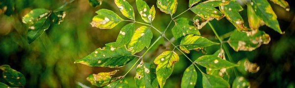 В Приморье ударили первые заморозки